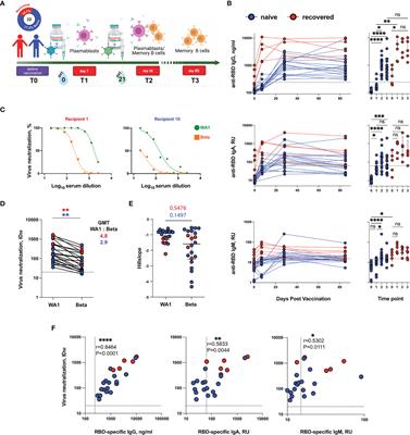 Memory B Cells Induced by Sputnik V Vaccination Produce SARS-CoV-2 Neutralizing Antibodies Upon Ex Vivo Restimulation